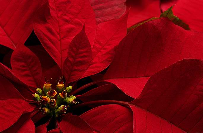 Poinsettia