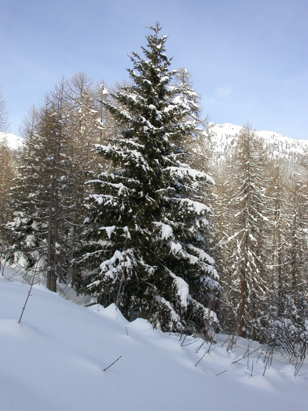 sapin sapin