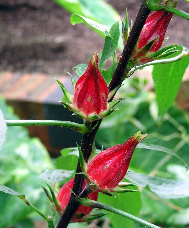 Hibiscus sabdariffa. Roselle