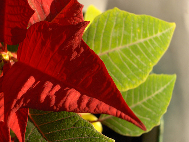 poinsettia