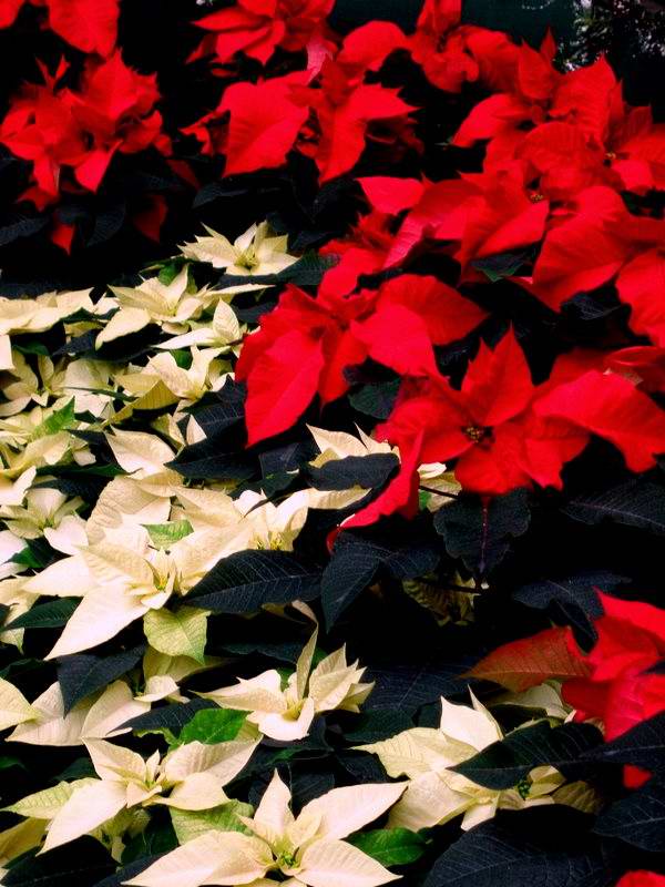 poinsettias