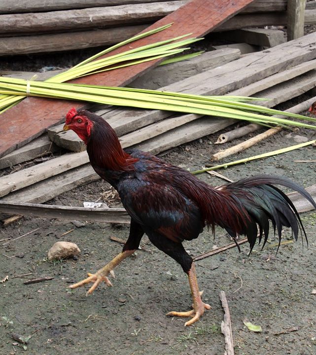 coq