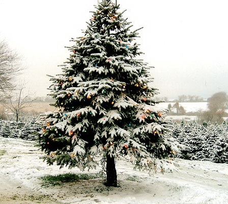 arbre de noel