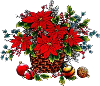 poinsetia poinsetia