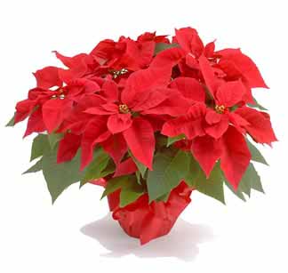 poinsettia