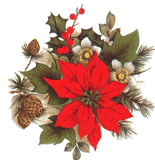 poinsettia