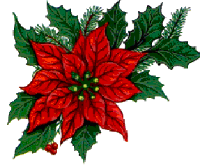 poinsetia