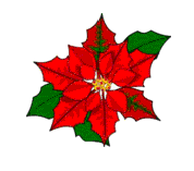 poinsetia