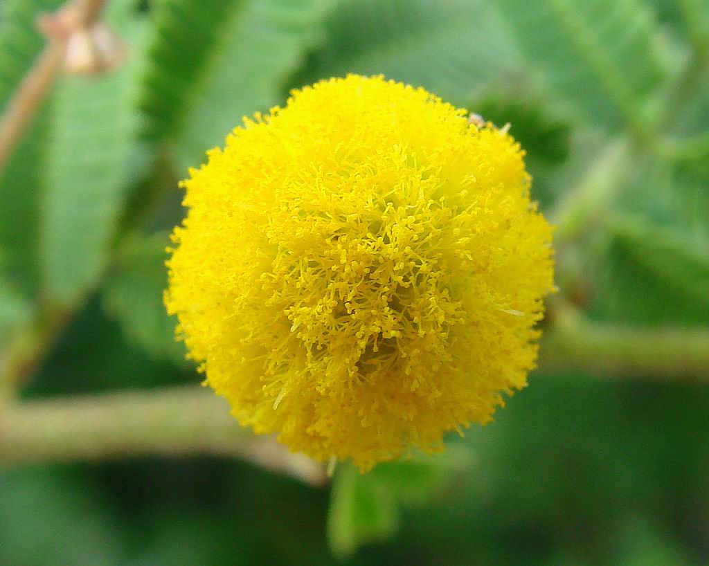 accacia accacia