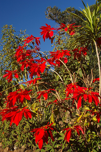 etoile de nol - poinsettia