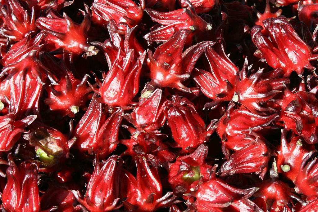 Hibiscus sabdariffa Roselle Hibiscus sabdariffa Roselle