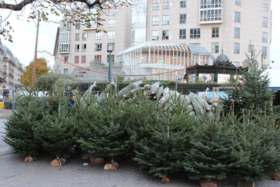 sapins de Noël sapins de Noël