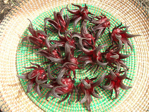 l’hibiscus sabdiriffa