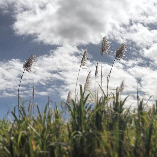 Flches de canne - photo : Marie Astier